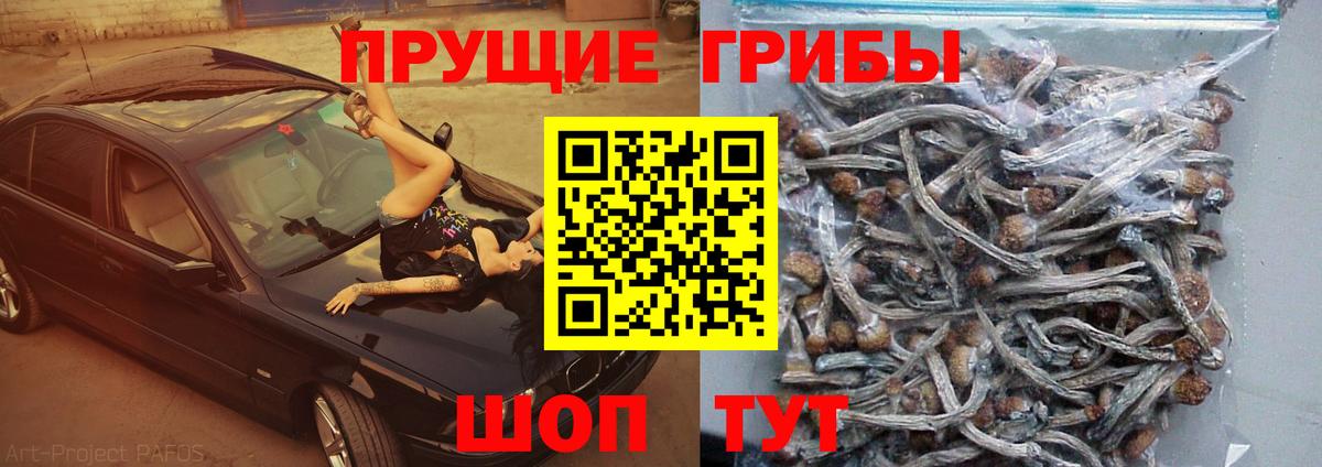 Горно-Алтайск  Псилоцибиновые грибы Psilocybe  Вход с VPN 