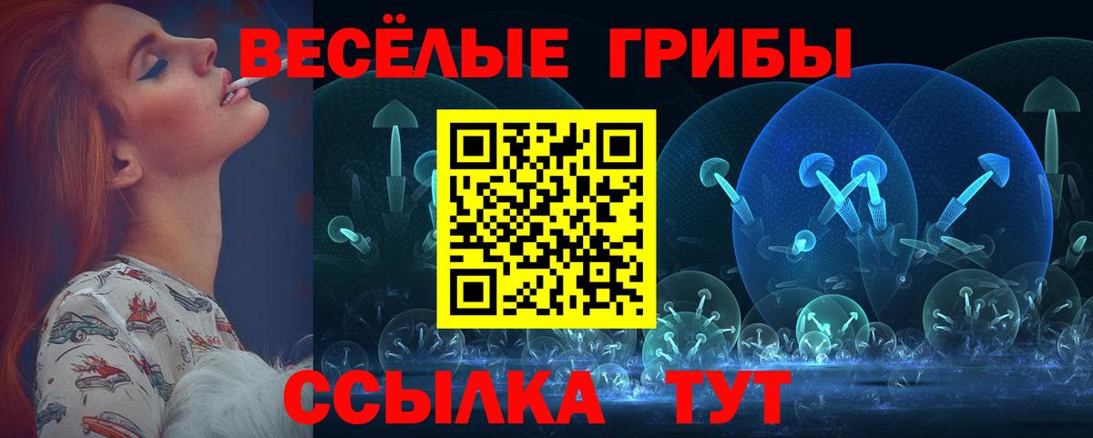 Псилоцибиновые грибы Psilocybe Горно-Алтайск